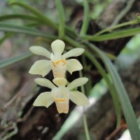 Thrixspermum pugionifolium (Hook.f.) Schltr.